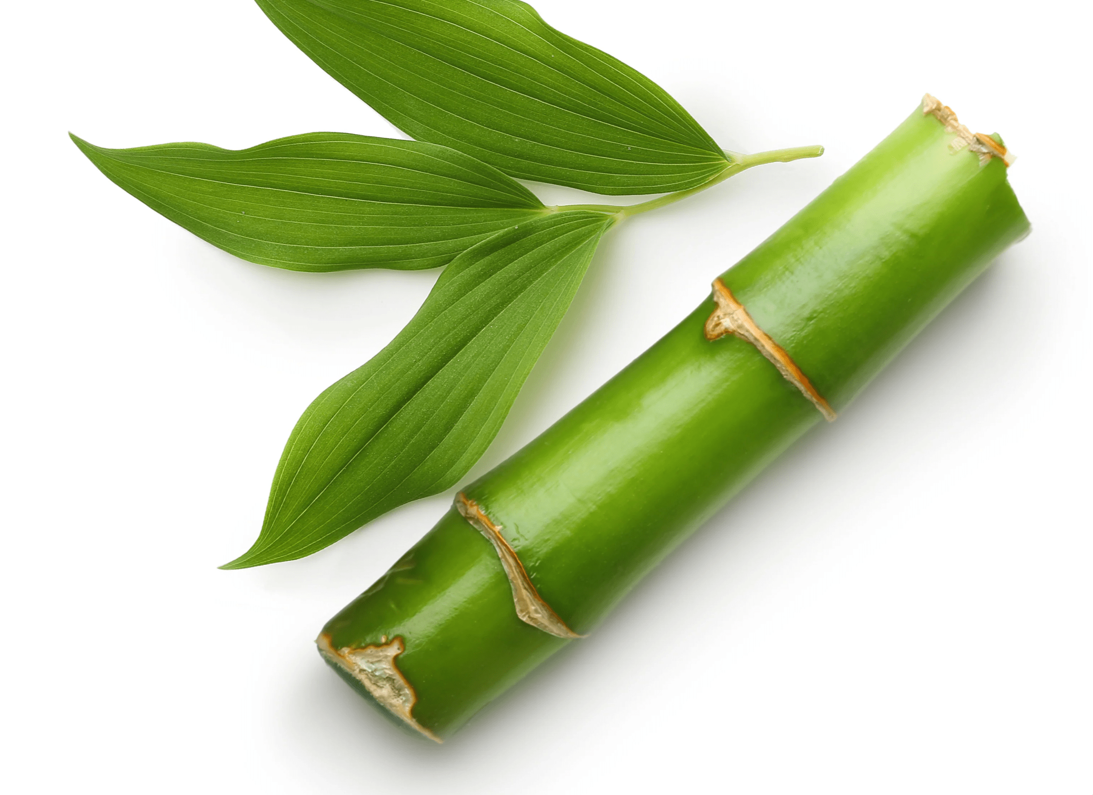 Phyllostachys Edulis